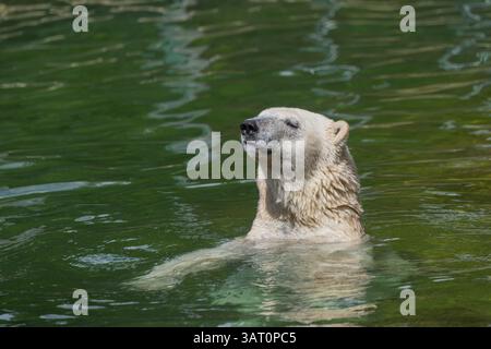 Eisbär (Ursus maritimus) schwimmt im Wasser, in Gefangenschaft, Deutschland, Europa Stockfoto