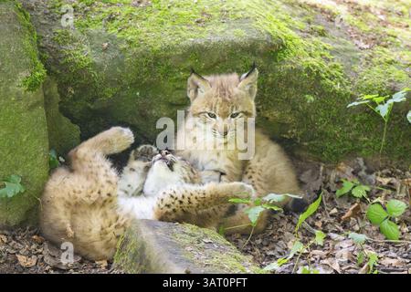 Eurasischer Luchse (Lynx Luchse) Junge (Junge) spielen in einem Wald, Bayern, Deutschland, Europa Stockfoto