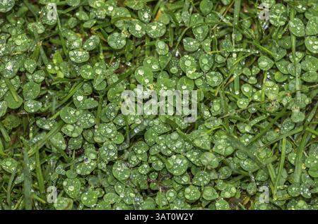 Regentropfen auf Kleegras Stockfoto