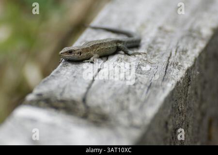 Waldeidechse, Zootoca vivipara, Lacerta vivipara, Bergeidechse, Mooreidechse Stockfoto