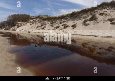 Weststrand am Darss, Nationalpark Vorpommersche Boddenlandschaft, Deutschland, Europa Stockfoto