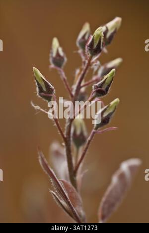 Blütenstände der Steinbirne Amelanchier Stockfoto