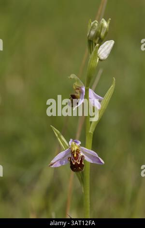 Bienenorchidee, Ophrys apifera Stockfoto