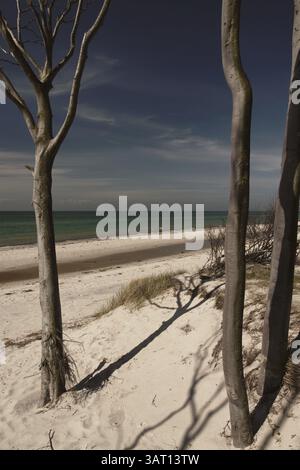Weststrand am Darss, Nationalpark Vorpommersche Boddenlandschaft, Deutschland, Europa Stockfoto