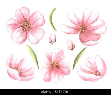 Rosafarbene Blumen, Knospen und Blätter von Mandel Aquarell Set. Isolierte handgezeichnete Illustrationen von Sakura, Kirschblüte. Frühlingsblühende Obstpflanze Stockfoto