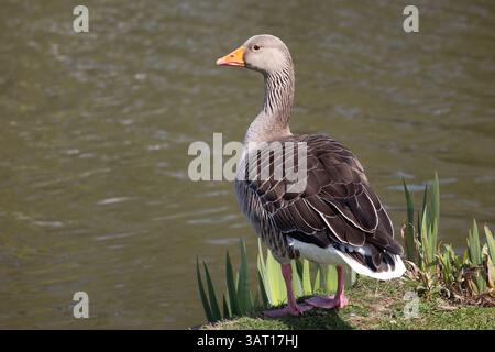 Ein graues Gans-Porträt. Der Vogel steht am Ufer und blickt über den See. Dieses Nahbild bietet Platz für Textkopien um den Vogel Stockfoto