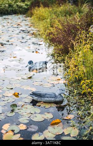 Zwei realistische Entenköder, die auf einem mit Lilien bedeckten Teich in der Nähe üppiger Feuchtgebiete schwimmen. Lebensraumgestaltung von Feuchtgebieten, Naturschutz, Teich Stockfoto