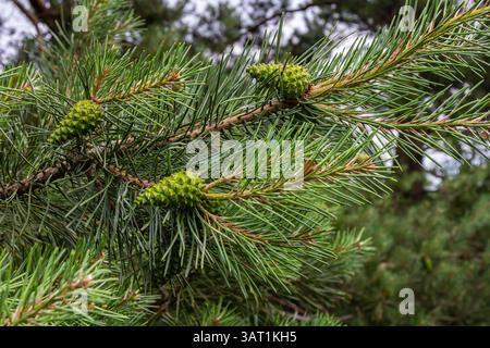 Eine kleinwachsende Zedernkiefer. Pinus pumila mit großen grünen Kegeln in einem sonnigen Sommergarten. Tapete mit Blumenmuster. Stockfoto