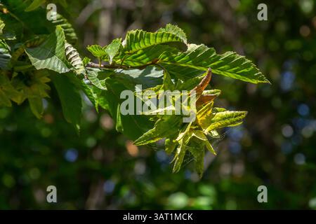 Ast einer Hainbuche Carpinus betulus mit herabhängender Blütenstände und Blättern im Herbst, ausgewählter Fokus, schmale Schärfentiefe, Kopierraum in der Unschärfe Stockfoto