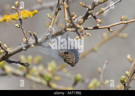 Braunschwanzfalter (Euproctis chrysorrhoea) Raupen Nest Kent April 2025 Stockfoto