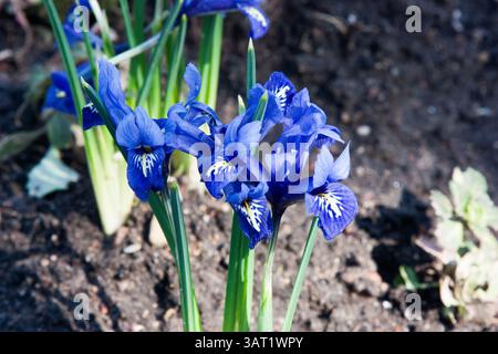 Iris reticulata blau im Garten. Iris reticulata, die Schneeliris, die Netzblende oder die goldene Netzblende. Die ersten Blüten des Frühlings. Leuchtende, schöne Farben. Stockfoto