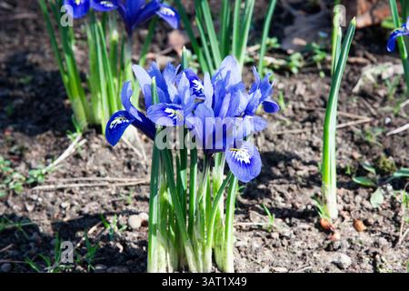Iris reticulata blau im Garten. Iris reticulata, die Schneeliris, die Netzblende oder die goldene Netzblende. Die ersten Blüten des Frühlings. Leuchtende, schöne Farben. Stockfoto