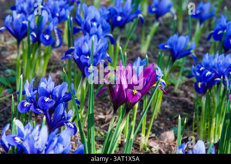 Iris reticulata blau im Garten. Iris reticulata, die Schneeliris, die Netzblende oder die goldene Netzblende. Die ersten Blüten des Frühlings. Leuchtende, schöne Farben. Stockfoto