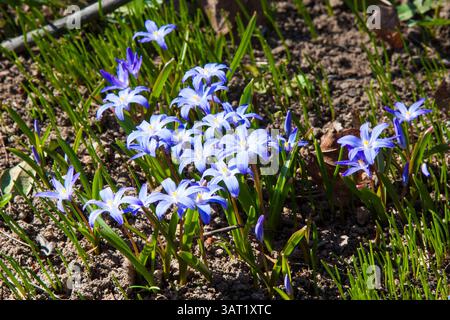 Blaue Blumenwiese. Scilla luciliae ist eine blühende Pflanze in der Familie der Sparagaceae, Scilla Sekt Chionodoxa, Bossiers Pracht oder Luciles Pracht Stockfoto