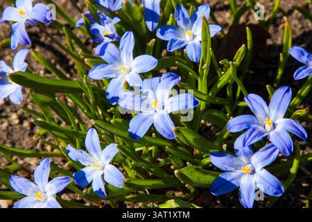 Blaue Blumenwiese. Scilla luciliae ist eine blühende Pflanze in der Familie der Sparagaceae, Scilla Sekt Chionodoxa, Bossiers Pracht oder Luciles Pracht Stockfoto