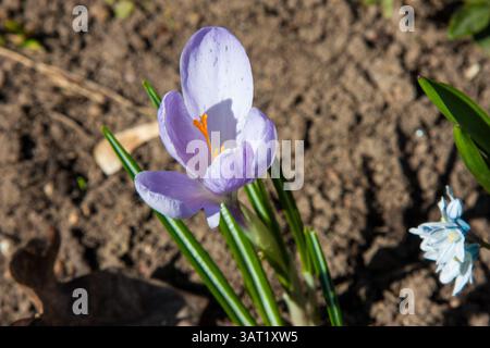 Der erste Frühlingsblumenhintergrund Ein blühender Krokus pflanzt, helle bunte Blume. Krokusblume an einem sonnigen Frühlingstag. Lila Krokus mit zartem Stockfoto