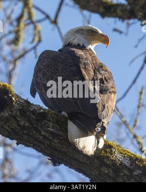 Der amerikanische Weißkopfseeagle thront auf einem Baum im Henrry W. Coe State Park, Santa Clara County, Kalifornien. Stockfoto