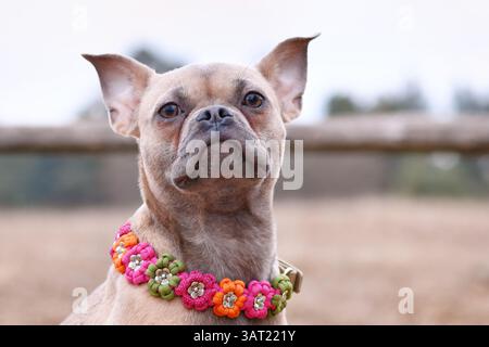 Französischer Bulldog Hundemix mit Paracord-Blumenkragen Stockfoto