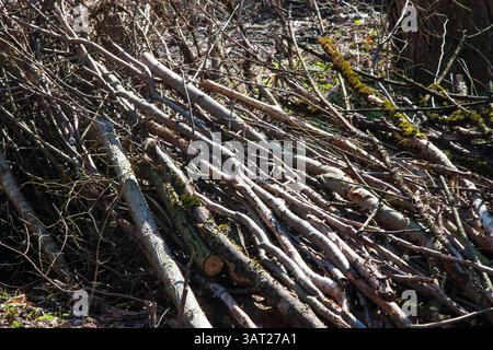 Alte Äste abgesägt. Baumschnitt. Frühjahrsputz. Nach dem Schneiden liegen die Äste auf dem Boden Stockfoto