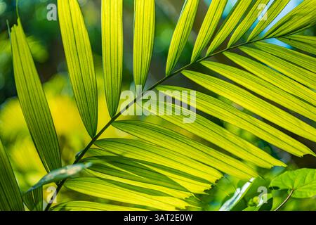 Nahaufnahme des lebendigen grünen Palmblattes mit detaillierter Textur und natürlichem Sonnenlicht perfekter tropischer Laubhintergrund für Sommer, Natur und Botanik Stockfoto