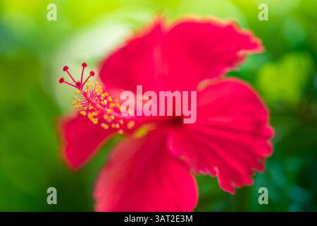 Leuchtende rote Hibiskusblüte in voller Blüte, detaillierte Blütenblätter, üppiger grüner Hintergrund, perfekte Natur und Blumenmotive. Idyllische Gartentapete Stockfoto