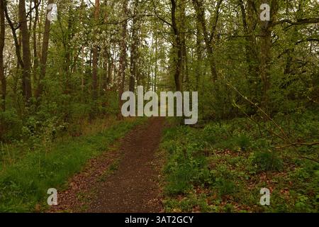 Waldweg umgeben von üppig grünen Frühlingsbäumen Stockfoto
