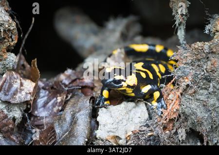 Schöne bunte Amphibien Salamandra salamandra aka Feuersalamander im Schlamm während des Frühlings. Die Natur der Tschechischen republik. Stockfoto