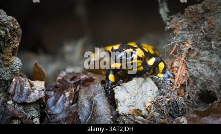 Schöne bunte Amphibien Salamandra salamandra aka Feuersalamander im Schlamm während des Frühlings. Die Natur der Tschechischen republik. Stockfoto