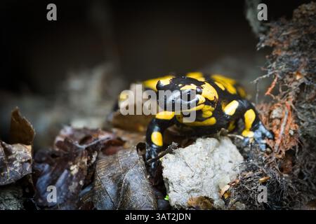 Schöne bunte Amphibien Salamandra salamandra aka Feuersalamander im Schlamm während des Frühlings. Die Natur der Tschechischen republik. Stockfoto