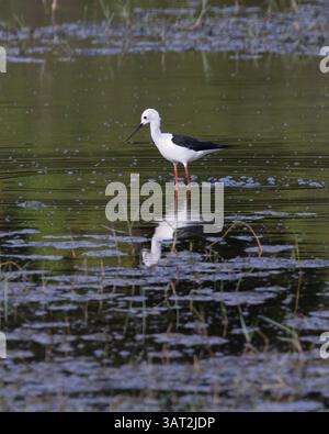 Eine schwarzgeflügelte Stelze auf der Jagd nach Nahrung im Yala-Nationalpark, Sri Lanka Stockfoto