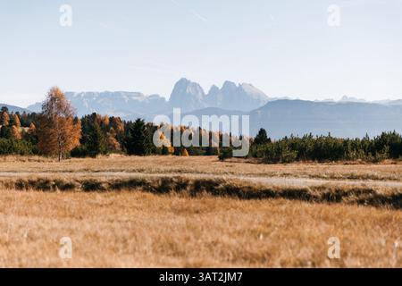 Herbstwiesen mit Dolomitengipfeln in Südtirol Stockfoto