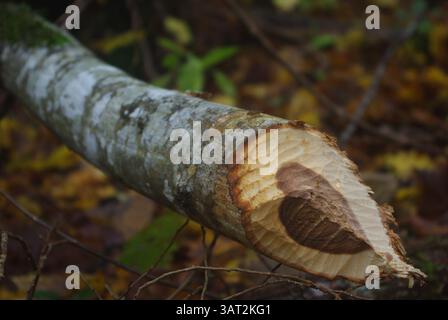 Beavertrace, bestehend aus einem gefallenen Baumstamm in einer Herbstwaldszene Stockfoto