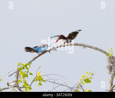 Eine Balzshow von weißköpfigen Königsfischern im Yala-Nationalpark, Sri Lanka Stockfoto