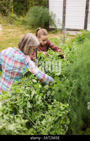 Großmutter pflückt Erbsen aus dem Garten mit Enkelin Stockfoto