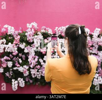 Große Frau, die ein Bild von Orchideen auf dem Handy macht Stockfoto
