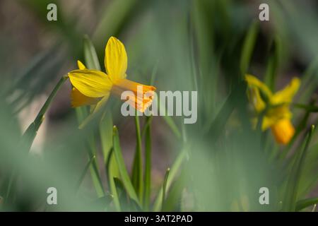 Zwergnarzissen Narzissen Jetfire mit seinen hellgelben Blüten mit langem trompetenförmigem Zentrum ( Corona ). Narcissus 'Jetfire' gelbe Narzissen. Stockfoto