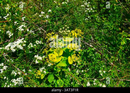 Gelb, weiß und grün perfolieren alexanders (Smyrnium perfoliatum) Blüten Stockfoto