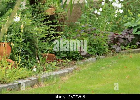 Eine weibliche eurasische Amsel, auch bekannt als die gewöhnliche Amsel oder Turdus merula Porträt Stockfoto
