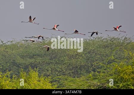 Greater Flamingos (Phoenicopterus roseus), eine Gruppe, die gemeinsam im Blackbuck-Nationalpark in Velavadar, Gujarat, Indien, unterwegs ist. Stockfoto