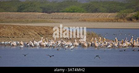 Große weiße Pelikane (Pelecanus onocrotalus) und eurasische Löffelschnabel (Platalea leucorodia) versammelten sich im Blackbuck-Nationalpark in Velavadar, Gujar Stockfoto