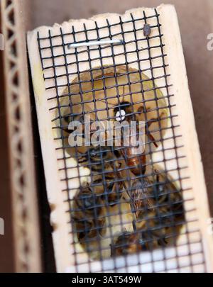30. April 2013 – St. Louis, MO, USA – Eine Bienenkönigin wird in einem Forschungszentrum in St. Louis am Dienstag, den 30. April 2013 in einem Versandbehälter mit anderen Bienen markiert. Die Honigbienenpopulation nimmt immer mehr Stummelexperten ab, aus genau einem Grund. (Bild: © Stephanie S. Cordle/MCT/ZUMAPRESS.com) Stockfoto