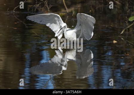 Seidenreiher Stockfoto