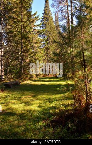 Holzbank am Rande einer Waldgasse, umgeben von hohen Zedern an einem sonnigen Herbsttag, vertikale Positionierung. Altai, Sibirien, Russland. Stockfoto