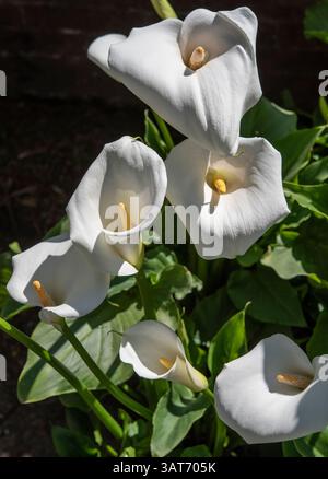 Zantedeschia aethiopica, auch bekannt als Calla-Lilie und Arum-Lilie, ist eine blühende Pflanzenart aus der Familie der Araceae. Stockfoto