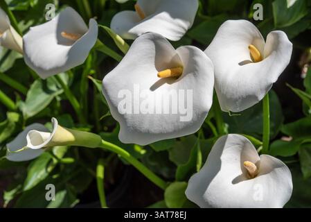 Zantedeschia aethiopica, auch bekannt als Calla Lilie, ist eine Art blühender Pflanze aus der Familie der Araceae. Stockfoto
