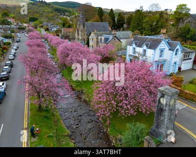Kirschblüte in voller Blüte in Burnside in Dollar, Clackmannanshire, Schottland, Großbritannien Stockfoto