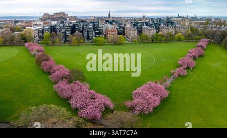 Kirschblüte in voller Blüte im Meadows Park in Edinburgh, Schottland, Großbritannien Stockfoto