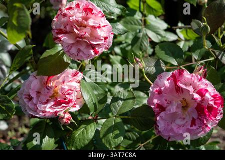 Rose (Scentimental Species) ist entweder eine holzige mehrjährige blühende Pflanze der Gattung Rosa aus der Familie der Rosaceae. Stockfoto