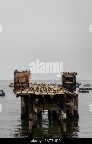 Ein Pier mit vielen Vögeln drauf. Der Pier ist leer und die Vögel sind um ihn herum verstreut Stockfoto