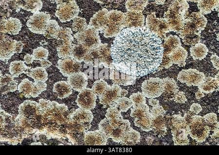 Flechten auf einem alten Bürgersteig mit Steinplatten, Kloster Helmarshausen, Hessen, Deutschland, Europa Stockfoto